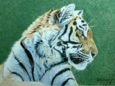Young Amur Tiger