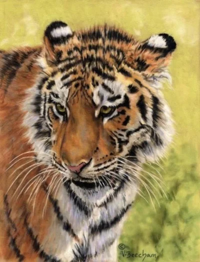 Young Tigress