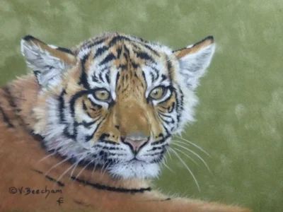 Sumatran Tiger Cub