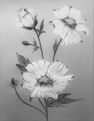 American Tree poppies (3)