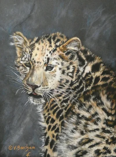 Leopard